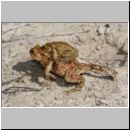 Bufo bufo - Erdkroete 12e Niedringhaussee.jpg